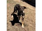 Adopt Bronzey a Brown/Chocolate German Shepherd Dog / Mixed dog in Thunder Bay