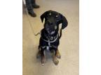 Adopt Dober a Black German Shepherd Dog / Mixed dog in Thunder Bay