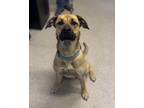 Adopt Penny a Tan/Yellow/Fawn German Shepherd Dog / Mixed dog in Thunder Bay