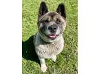 Adopt Bella a Brown/Chocolate Akita / Mixed dog in Willmar, MN (41425726)