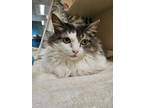 Adopt Patches~23/24-0329 a White Domestic Longhair / Domestic Shorthair / Mixed