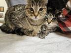 Adopt Bella~24/25-0003 a Brown Tabby Domestic Mediumhair / Mixed Breed (Medium)