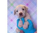 Adopt Apollo a White Beagle / Mixed Breed (Medium) / Mixed (short coat) dog in