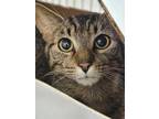 Adopt Elden~23/24-0333b a Brown or Chocolate Domestic Shorthair / Domestic