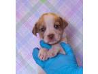 Adopt Ace a White Beagle / Mixed Breed (Medium) / Mixed (short coat) dog in