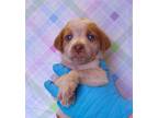 Adopt Archie a White Beagle / Mixed Breed (Medium) / Mixed (short coat) dog in