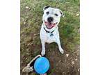 Adopt Lenny a White Mixed Breed (Large) / Mixed dog in Winchester, OR (40429736)