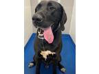 Adopt Hercules a Black Great Dane / Mixed dog in Lancaster, SC (41463318)