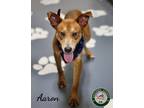 Adopt 24-05-1487 Aaron a Hound