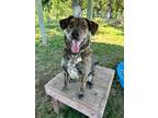 Adopt June Bug a Brindle Mixed Breed (Large) / Mixed dog in Winchester