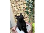 Adopt Gretzky a All Black Domestic Shorthair / Domestic Shorthair / Mixed cat in