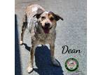 Adopt 24-05-1521 Dean a Australian Cattle Dog / Blue Heeler