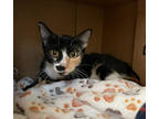 Adopt Jennie a All Black Domestic Shorthair / Domestic Shorthair / Mixed cat in