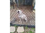Adopt Lucky a White American Pit Bull Terrier / Mixed dog in Anderson