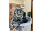 Adopt Jet a Brown or Chocolate Domestic Mediumhair / Domestic Shorthair / Mixed