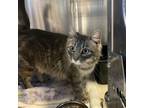Adopt Diva a Gray or Blue Domestic Shorthair / Domestic Shorthair / Mixed (long