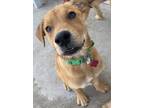 Adopt Murphy a Brown/Chocolate German Wirehaired Pointer / Mixed dog in