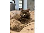 Adopt Max a Gray or Blue Maine Coon / Mixed (long coat) cat in Buena Park