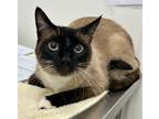 Adopt Murphy a Siamese / Mixed cat in Brockville, ON (41463607)