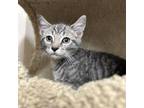 Adopt Crocodile a Domestic Short Hair