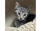 Adopt Toucan a Domestic Short Hair