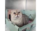 Adopt Ewok a Scottish Fold / Mixed cat in Barrie, ON (41463605)