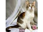 Adopt Kitty 30409 a Black & White or Tuxedo Domestic Shorthair (short coat) cat