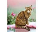 Adopt Molly 123723 a Brown or Chocolate Domestic Shorthair (short coat) cat in