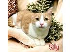 Adopt Sally 123723 a Orange or Red Domestic Shorthair (short coat) cat in