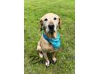 Adopt Banjo 123669 a Tan/Yellow/Fawn Labrador Retriever dog in Joplin