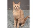 Adopt Jelly Jam a Domestic Short Hair