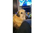 Adopt Luka a Tan/Yellow/Fawn - with White Anatolian Shepherd / German Shepherd