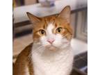 Adopt Nacho -- Bonded Buddy With Steven a Domestic Short Hair