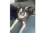 Adopt Biggie a Black - with White Boston Terrier / Mixed dog in Los Angeles
