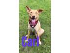 Adopt Carl 30270 a Tan/Yellow/Fawn Labrador Retriever dog in Joplin