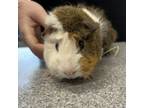 Adopt Peanut-- Bonded Buddy With Bola a Guinea Pig