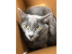 Adopt Axel 30459 a Gray or Blue Domestic Mediumhair (medium coat) cat in Joplin