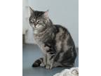 Adopt Shovely Joe a Domestic Shorthair / Mixed cat in Stouffville, ON (41463601)