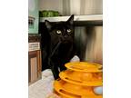 Adopt Dwight a Domestic Shorthair / Mixed cat in Stouffville, ON (41463600)