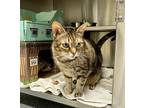 Adopt Gracie a Domestic Shorthair / Mixed cat in Stouffville, ON (41463598)