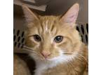 Adopt Ambrose -- Bonded Buddy With Beauregard a Domestic Short Hair