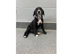 Adopt Flora a Labrador Retriever / Mixed dog in Orillia, ON (41463597)