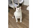 Adopt Peenie a Domestic Shorthair / Mixed cat in Orillia, ON (41463596)