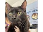 Adopt Pollo-- Bonded Buddy With Jenny a Domestic Short Hair