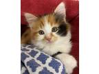 Adopt NICOLE (IN FOSTER) a Domestic Mediumhair / Mixed (medium coat) cat in