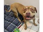 Adopt Ben a Brown/Chocolate - with Tan American Pit Bull Terrier / Mixed dog in