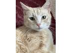 Adopt Jaimie a Cream or Ivory American Shorthair / Mixed (short coat) cat in