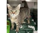 Adopt Aspen a Domestic Shorthair / Mixed cat in Paris, KY (41463588)