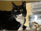 Adopt Bella a Domestic Shorthair / Mixed cat in Paris, KY (41463587)