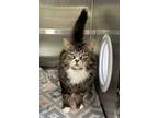 Adopt Tiki a Domestic Mediumhair / Mixed cat in Paris, KY (41463586)